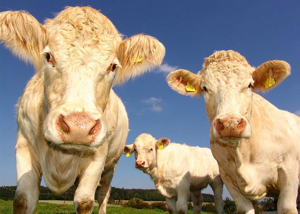 Dasar Hukum Perintah Qurban Menurut Al-Quran dan Hadis